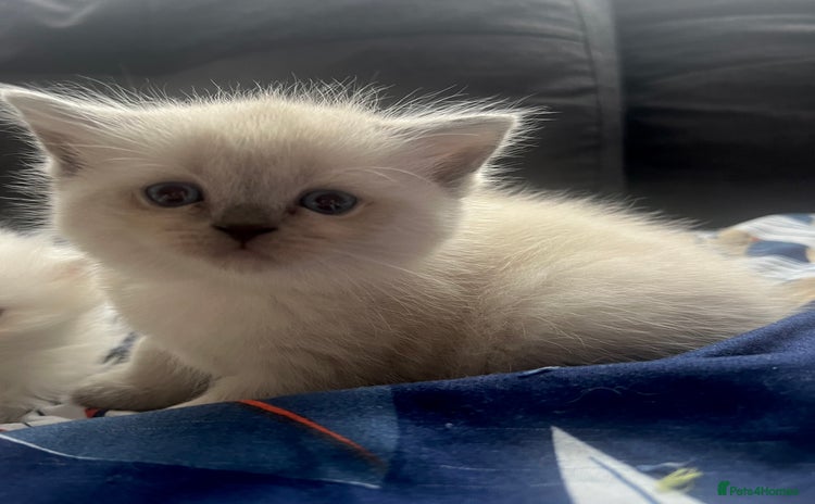 Scottish Fold cats - Advert 2