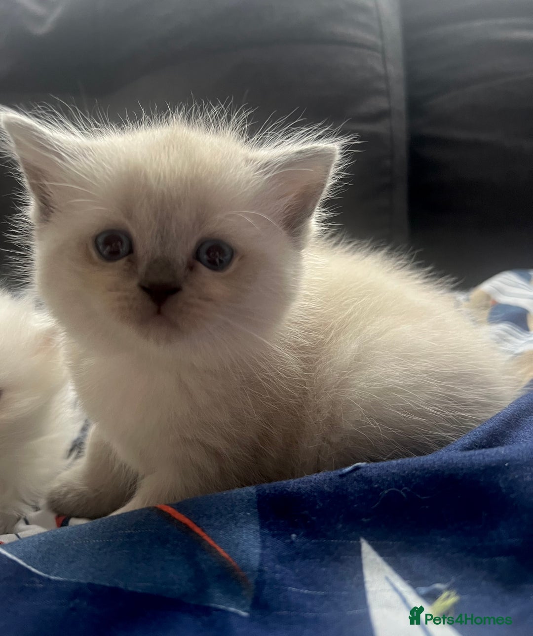 Scottish Fold cats for sale: Lovley Scottish fold and straight kittens. - Image 2