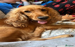 Cocker Spaniel dogs for sale: Rehoming Cocker Spaniel - Advert 1
