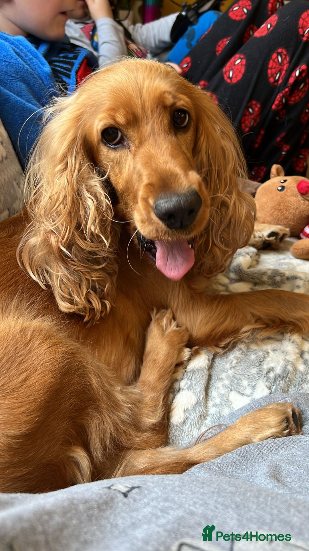 Cocker Spaniel dogs for sale: Rehoming Cocker Spaniel - Advert 1