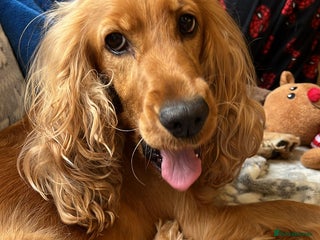 Cocker Spaniel dogs for sale: Rehoming Cocker Spaniel - Advert 1