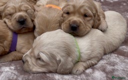 Golden Retriever dogs for sale: OUTSTANDING PEDIGREE GOLDEN RETRIVER PUPPIES KC - Image 19