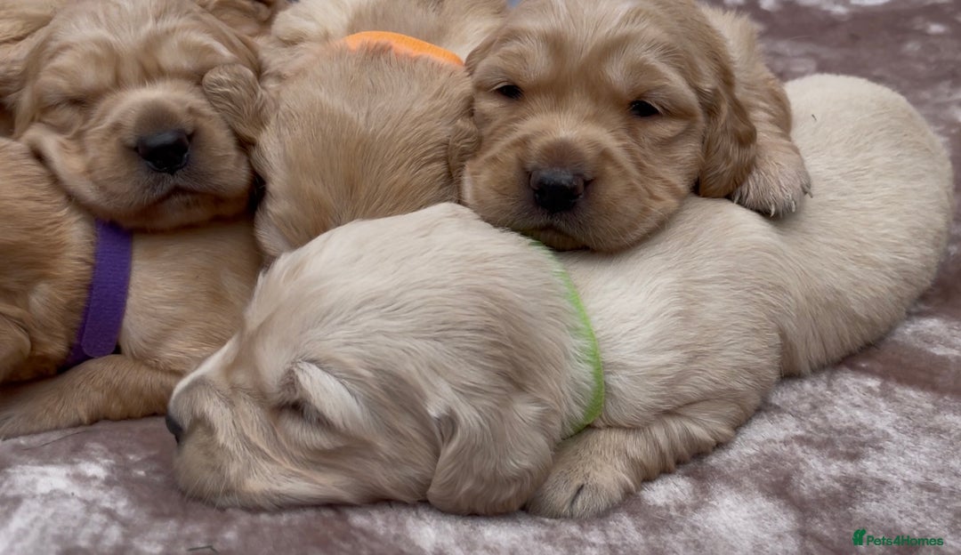 Golden Retriever dogs for sale: OUTSTANDING PEDIGREE GOLDEN RETRIVER PUPPIES KC - Image 19