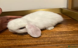 Mini Lop rabbits for sale: Mini Lop Bunnies for sale - Image 20