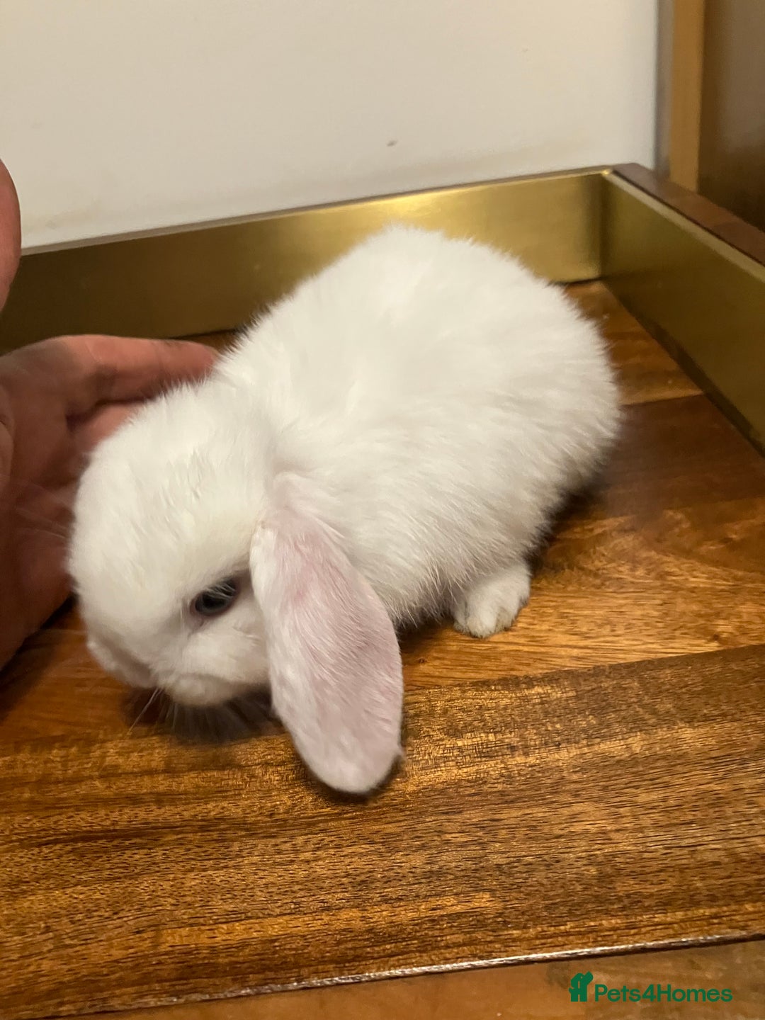 Mini Lop rabbits for sale: Mini Lop Bunnies for sale - Image 20