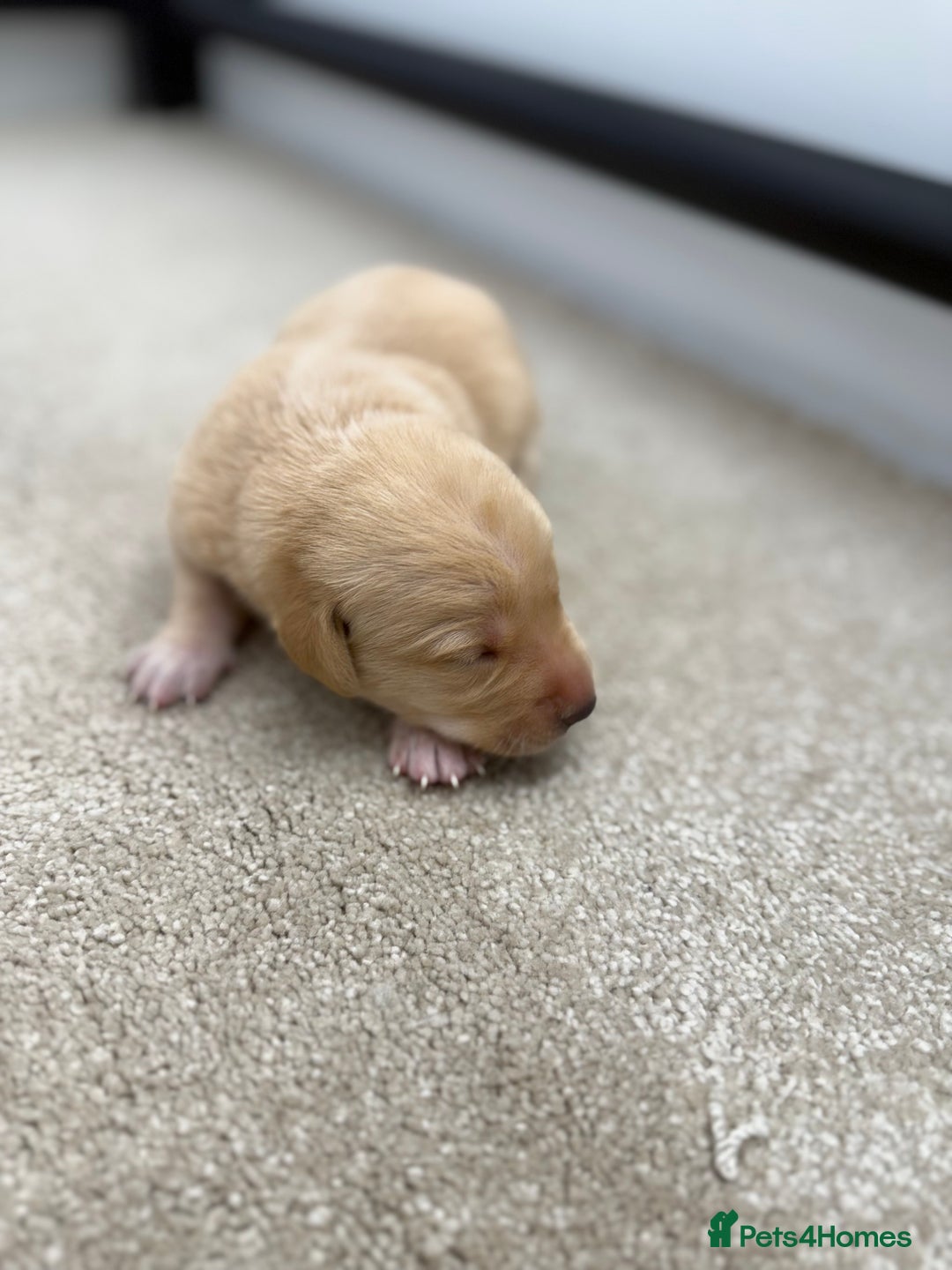 Labrador Retriever dogs for sale: 🐶 Stunning Fox Red & Yellow Labrador Puppies 🐶 - Image 5