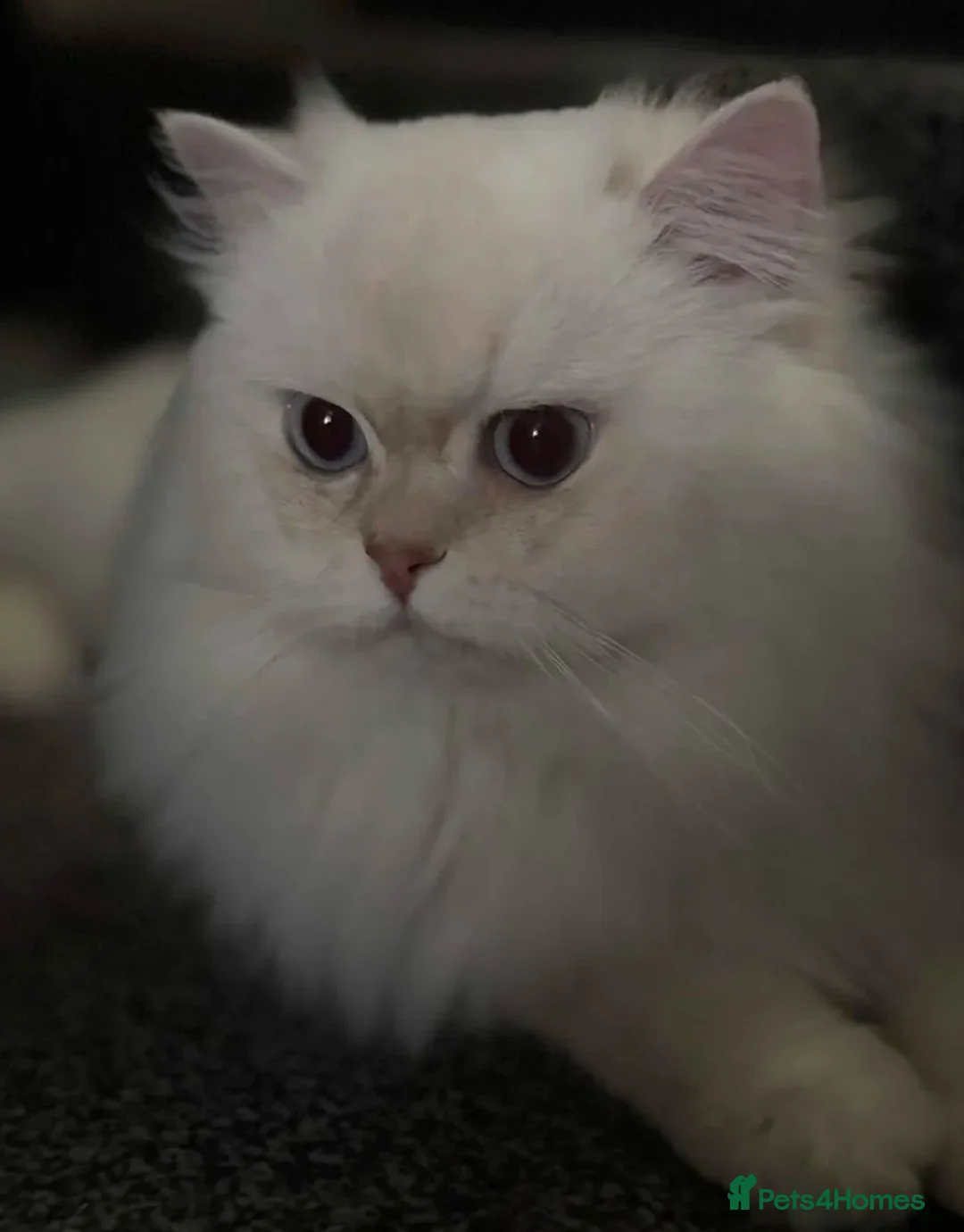 British Longhair cats for sale: Adorable BLH for rehoming - Advert 3