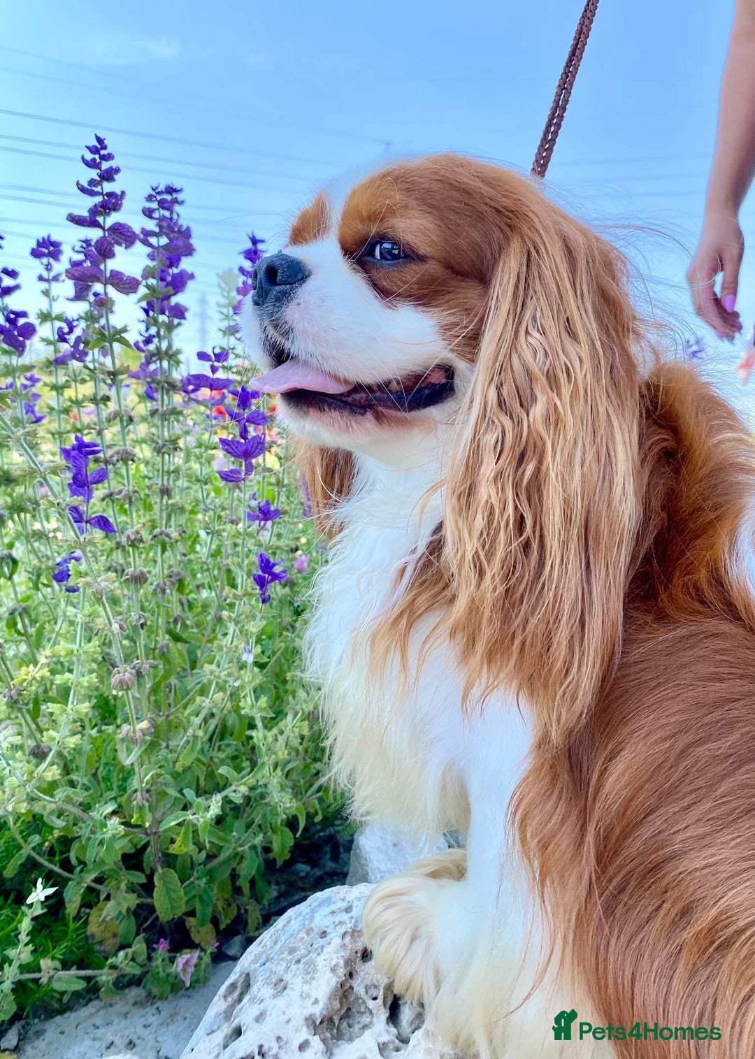 Cavalier King Charles Spaniel dogs for sale: Cavalier King Charles Spaniel 3 x puppies - Advert 10