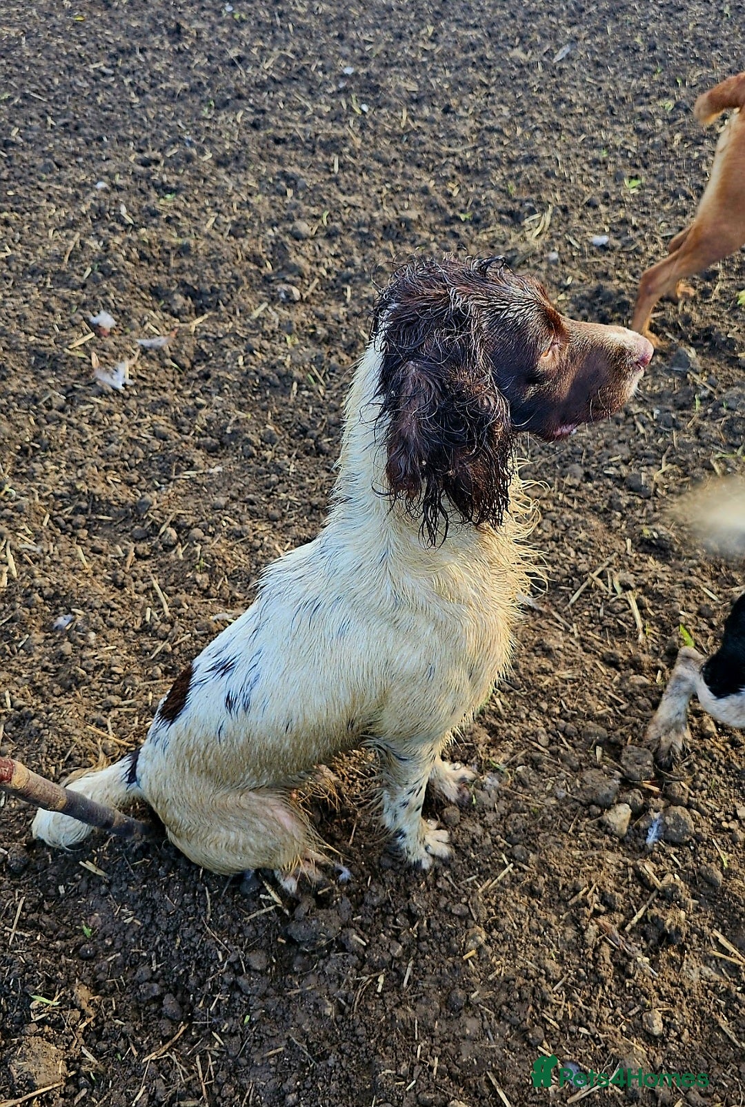 English Springer Spaniel dogs for sale: QUALITY WORKING ESS PUPS - Image 5
