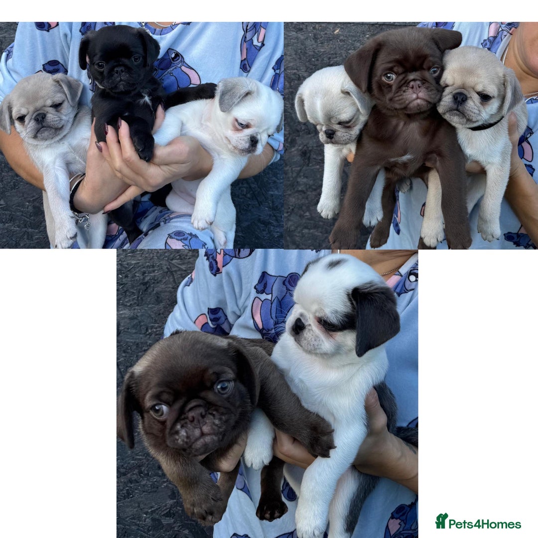 Pug dogs for sale: Beautiful exotic KC registered Pug puppies - Image 1