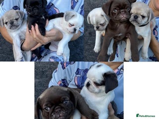 Pug dogs - Advert 20