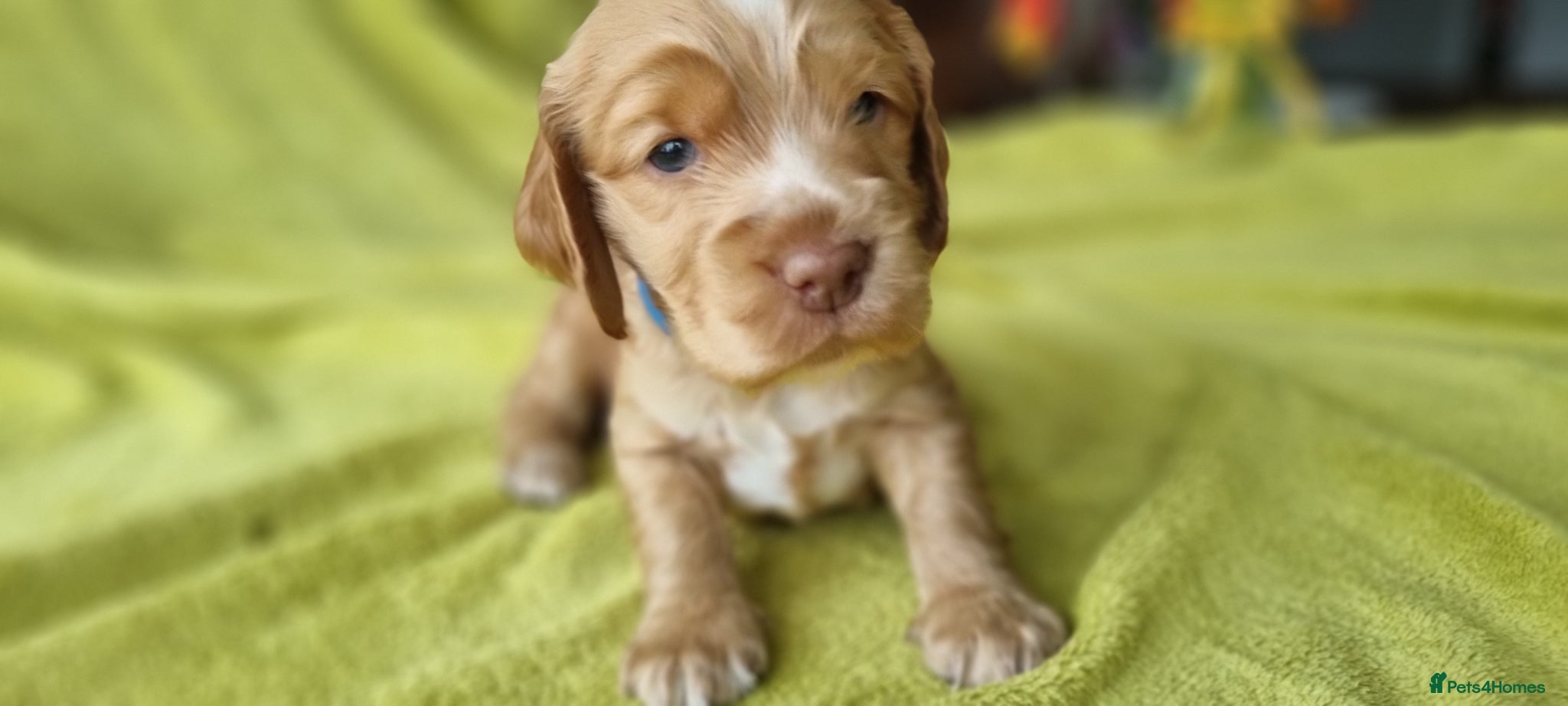 Cocker Spaniel dogs Gorgeous Cocker Spaniel Puppies - Health Tested - Advert 1