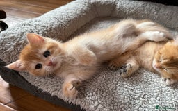 British Shorthair cats for sale: Ready 2 lovely girls AY12 and NY12 / Corin - Image 12
