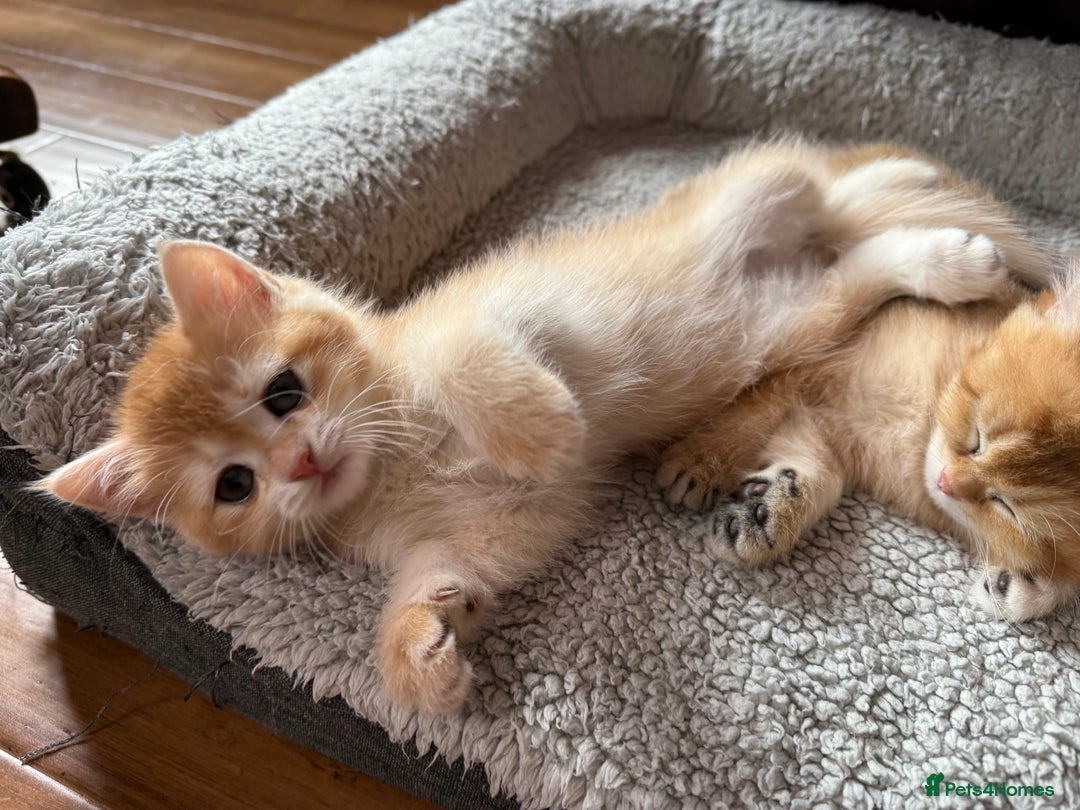 British Shorthair cats for sale: Ready 2 lovely girls AY12 and NY12 / Corin - Image 12