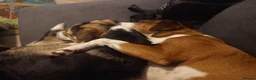 Mixed Breed dogs for stud: Stud Border Collie x Jack Russel  in Watlington - Advert 13
