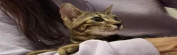 Bengal cats for sale: Adorable bengal kittens - marble bengal   in London - Advert 4