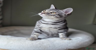 Bengal cats - Advert 9