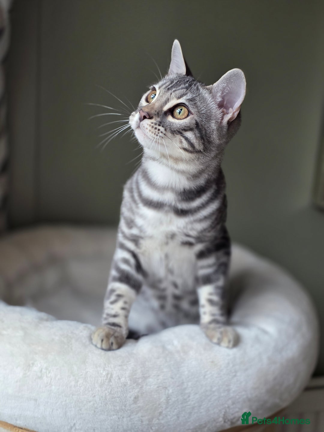 Bengal cats for sale: Silver Rosetted, Blue Silver Rosetted Bengal Girls - Image 3