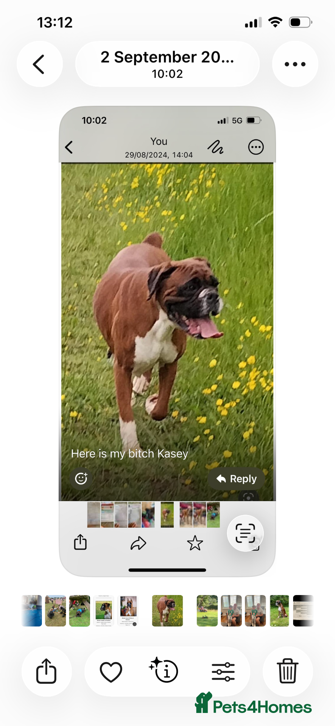 Boxer dogs for sale: Red and White Bobtail Girl - Advert 1