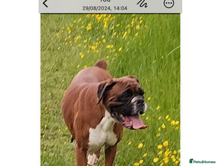 Boxer dogs Red and White Bobtail Girl - Advert 1