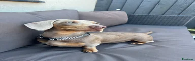 Miniature Dachshund 1