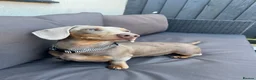 Miniature Dachshund dogs for sale: 1 year old Dachshund female  - Advert 2