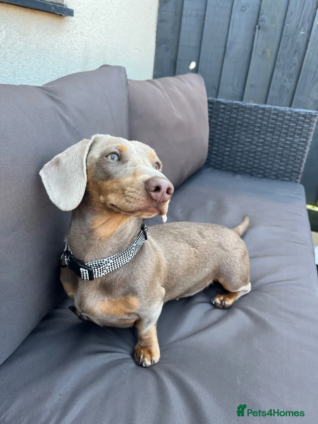 Miniature Dachshund dogs for sale: 1 year old Dachshund female  - Advert 2