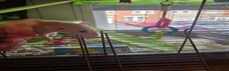 Rat rodents for sale: Pair of Female Dumbo Rats with large enclosure - Advert 15