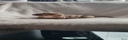 Dachshund dogs for sale: Kc paperd miniature dachshund puppies for sale - Advert 6