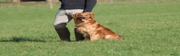 Golden Retriever dogs for stud: Stunning, proven health tested stud dog. - Advert 9
