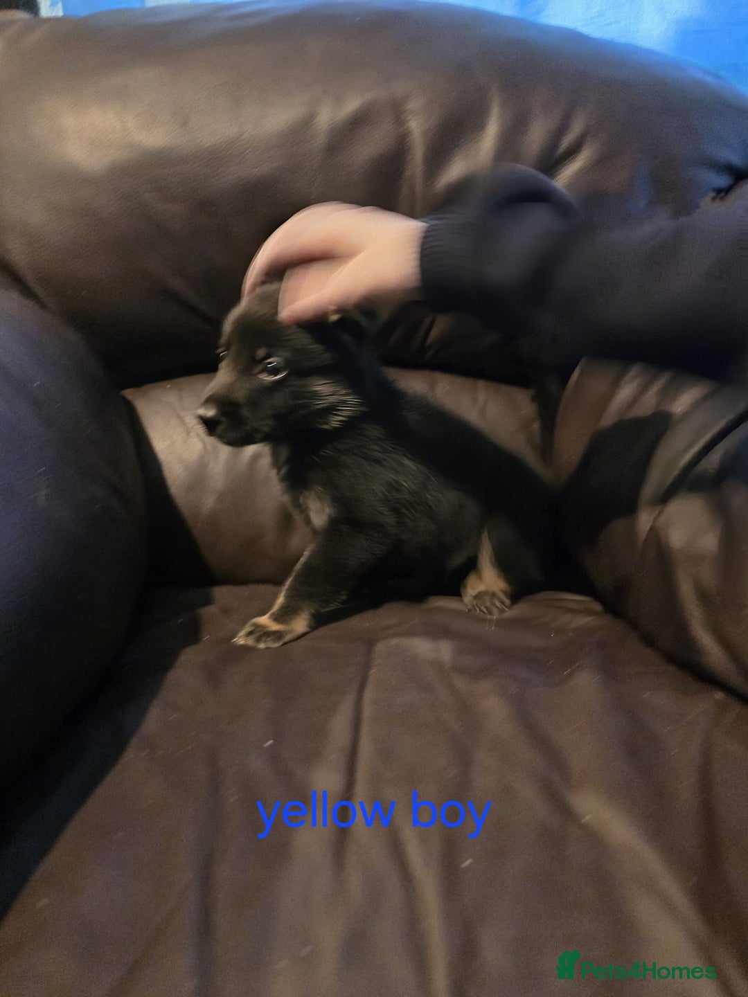 Shepsky dogs for sale: Shepski pups - Advert 2