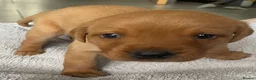 Labrador Retriever dogs for sale: 🦊❤️ GORGEOUS FOX RED LAB PUPPIES 6 GIRLS & 1 BOY! - Advert 12