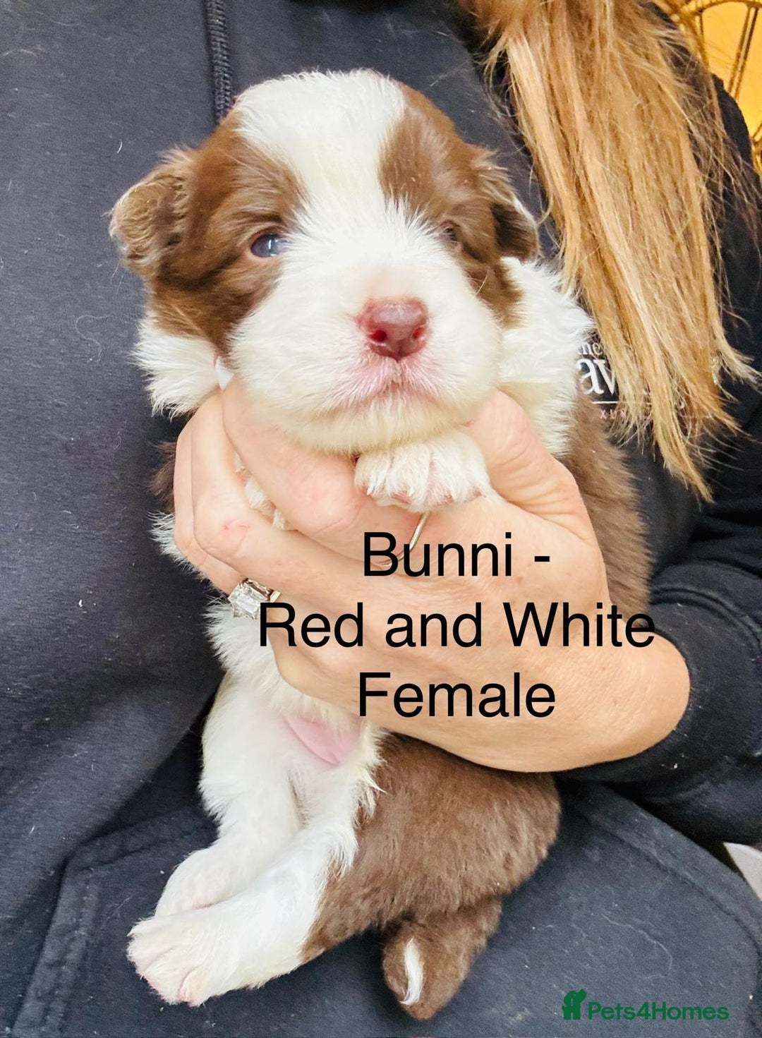 Border Collie dogs for sale: KC Reg (pending) Border Collie Puppies For Sale - Image 7