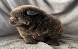 Chow Chow dogs for sale: Wyvernwest -smooth and rough puppies available 🐶  - Image 23