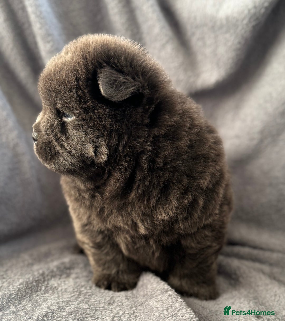Chow Chow dogs for sale: Wyvernwest -smooth and rough puppies available 🐶  - Image 23