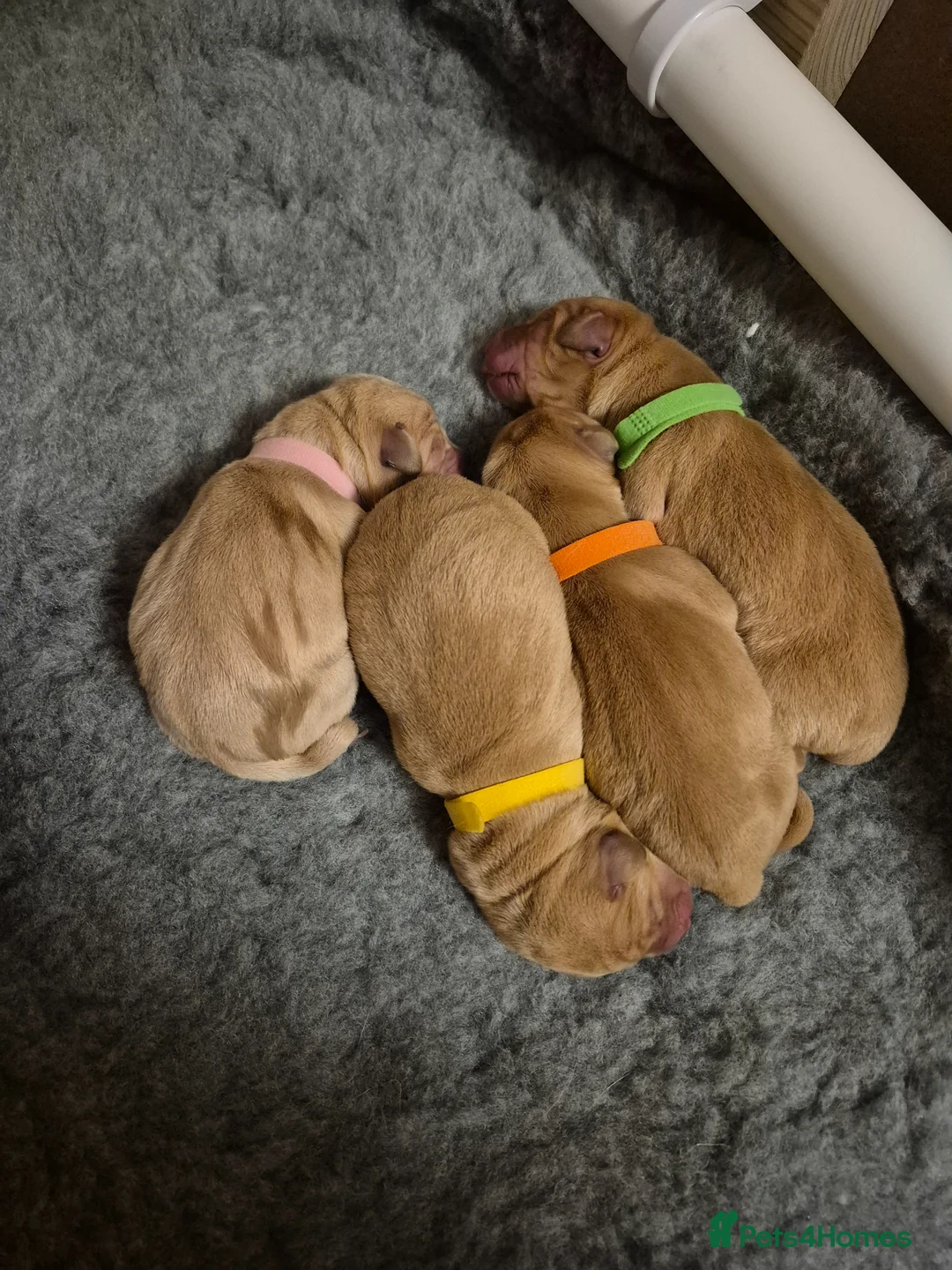 Labrador Retriever dogs for sale: KC REGISTERED LABRADOR PUPPIES  in Sandown - Advert 2