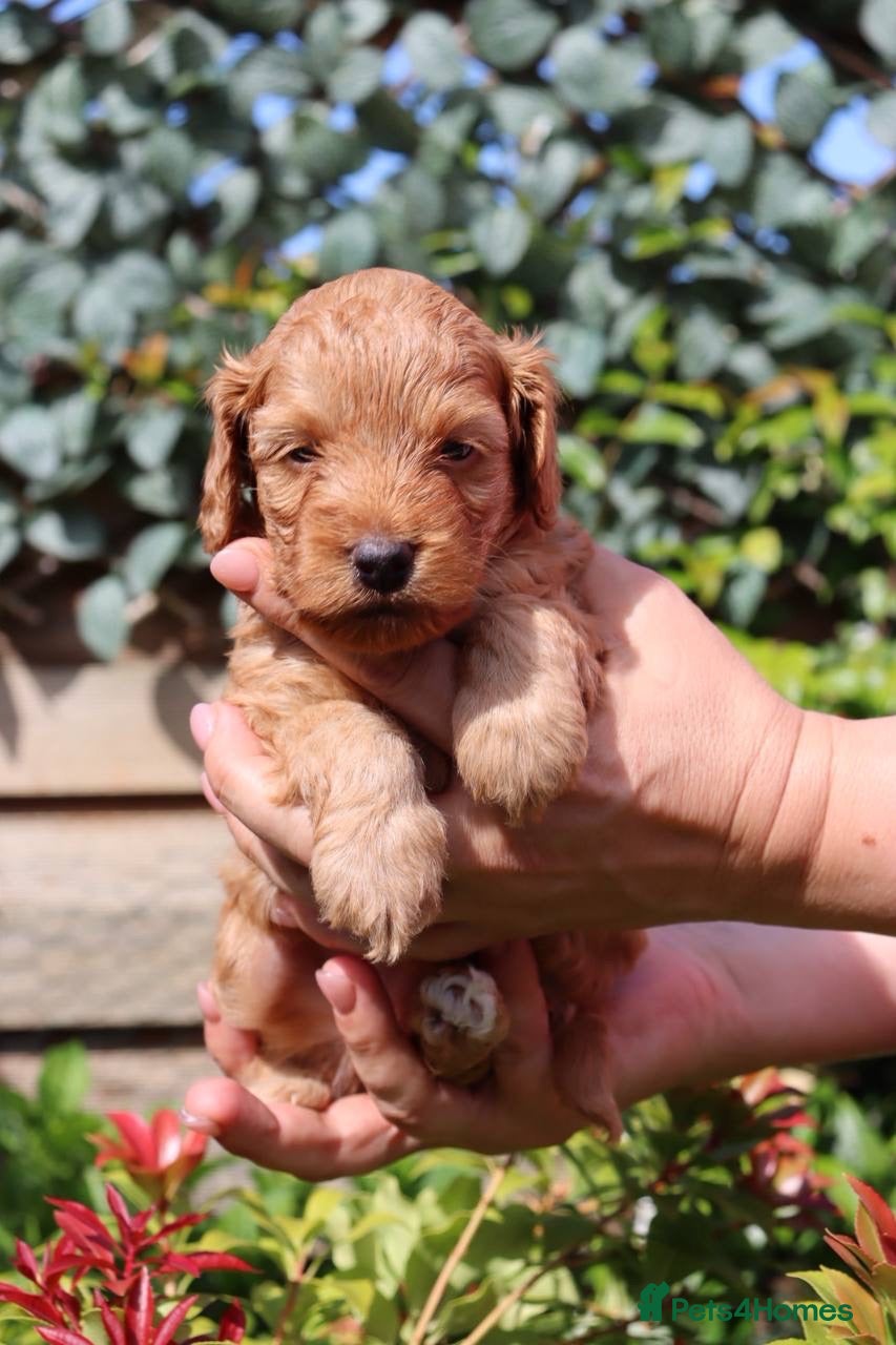 Cockapoo dogs Stunning F1 puppies Champions Bloodlines  - Advert 2