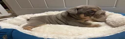 English Bulldog dogs for sale: 💜🐾 LILAC TRI ENGLISH BULLDOG PUPPIES 🐾💜 - Advert 15