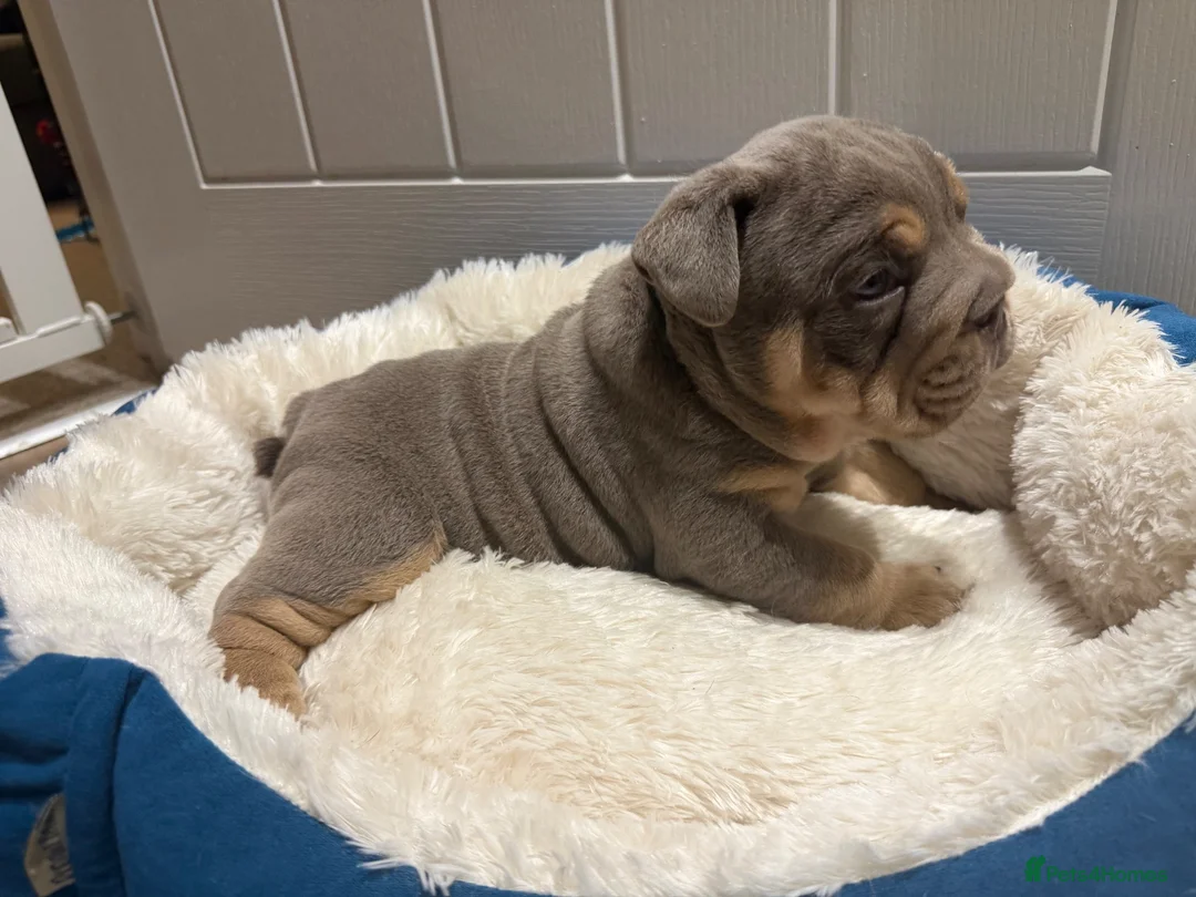 English Bulldog dogs for sale: 💜🐾 LILAC TRI ENGLISH BULLDOG PUPPIES 🐾💜 - Advert 15