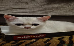 British Shorthair cats for sale: Ready now British silver shorthair Gccf registered - Image 10