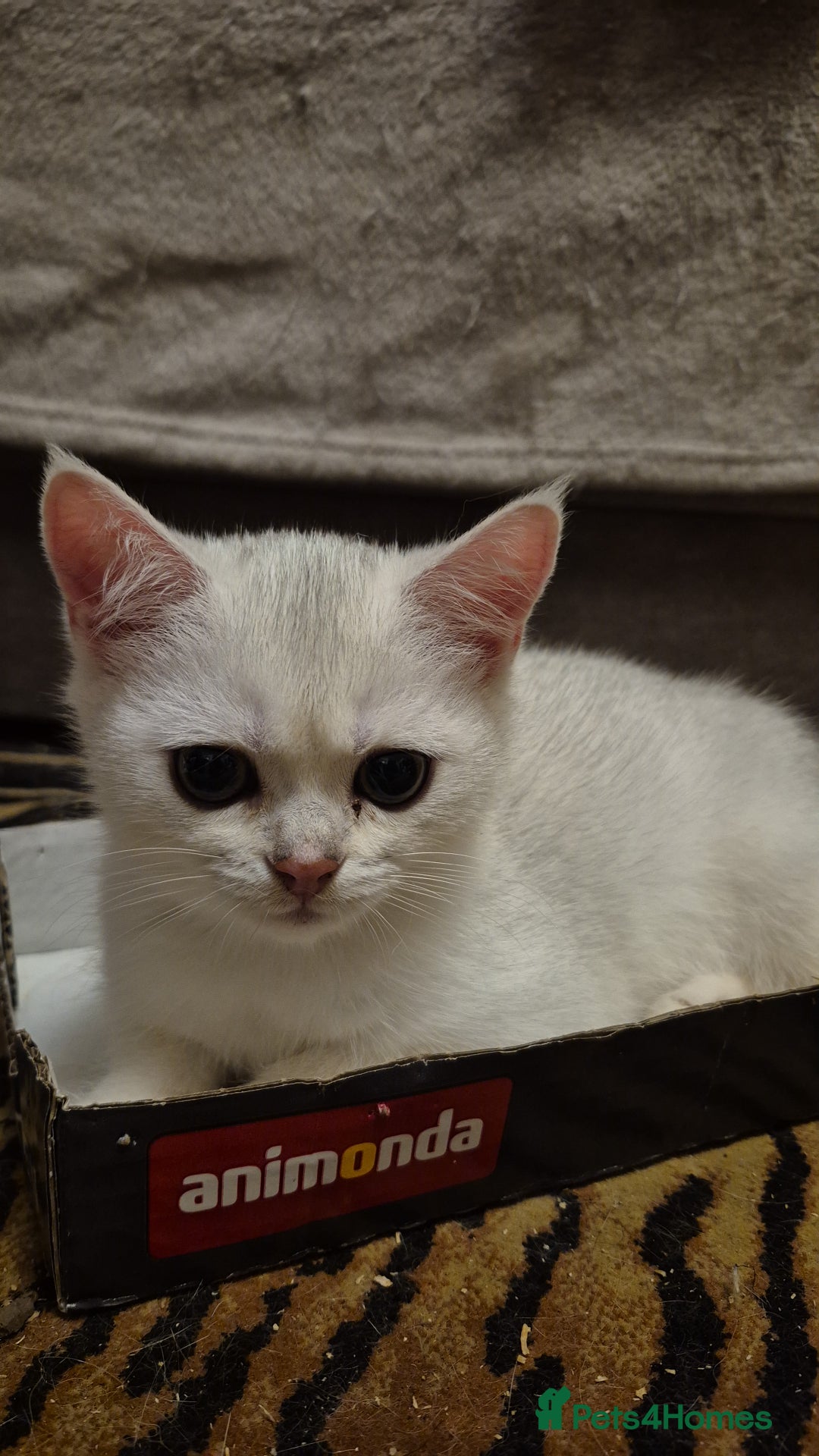 British Shorthair cats for sale: Ready now British silver shorthair Gccf registered - Image 10