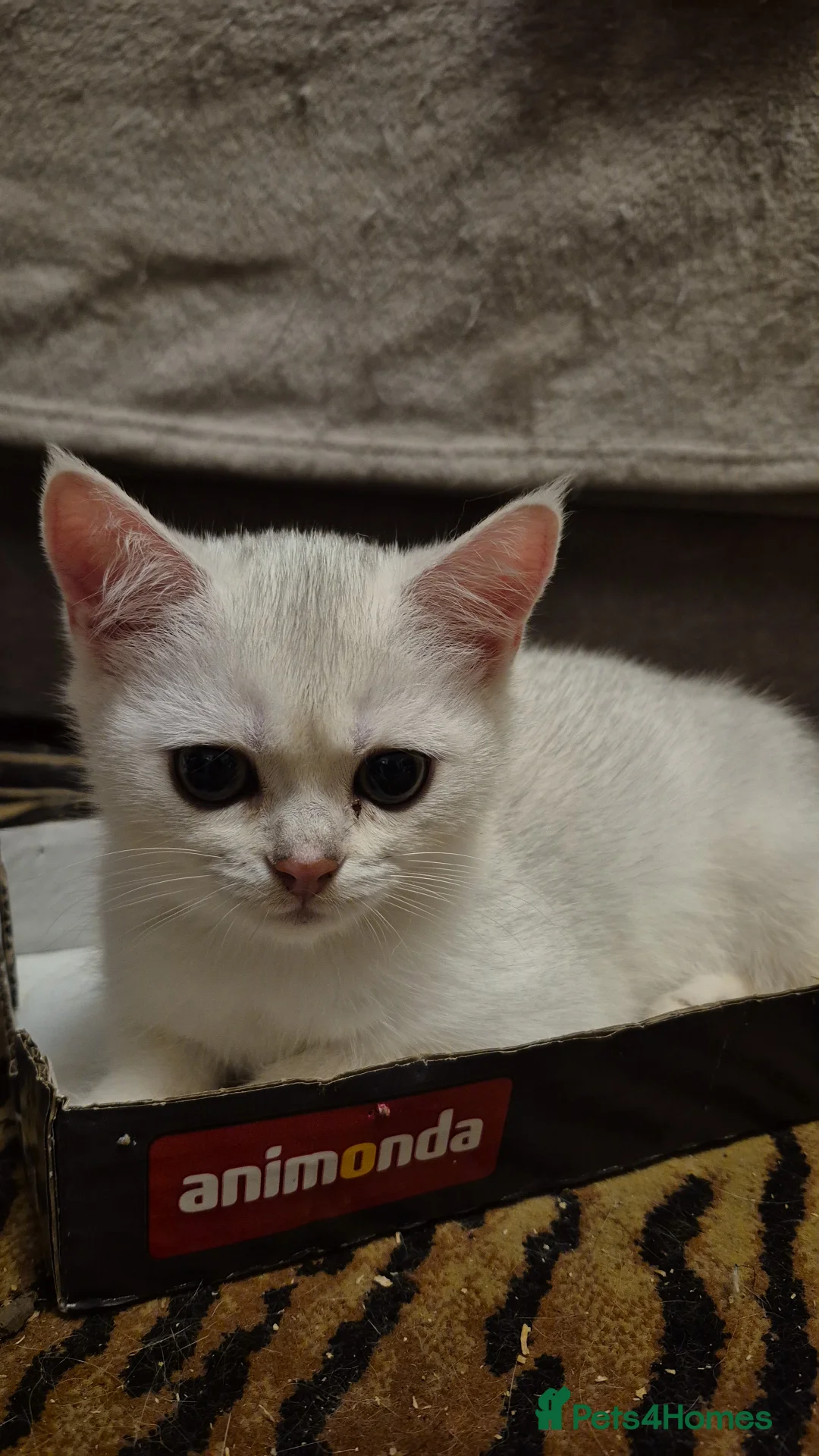 British Shorthair cats for sale: GCCF one boy British silver shorthair - Advert 12