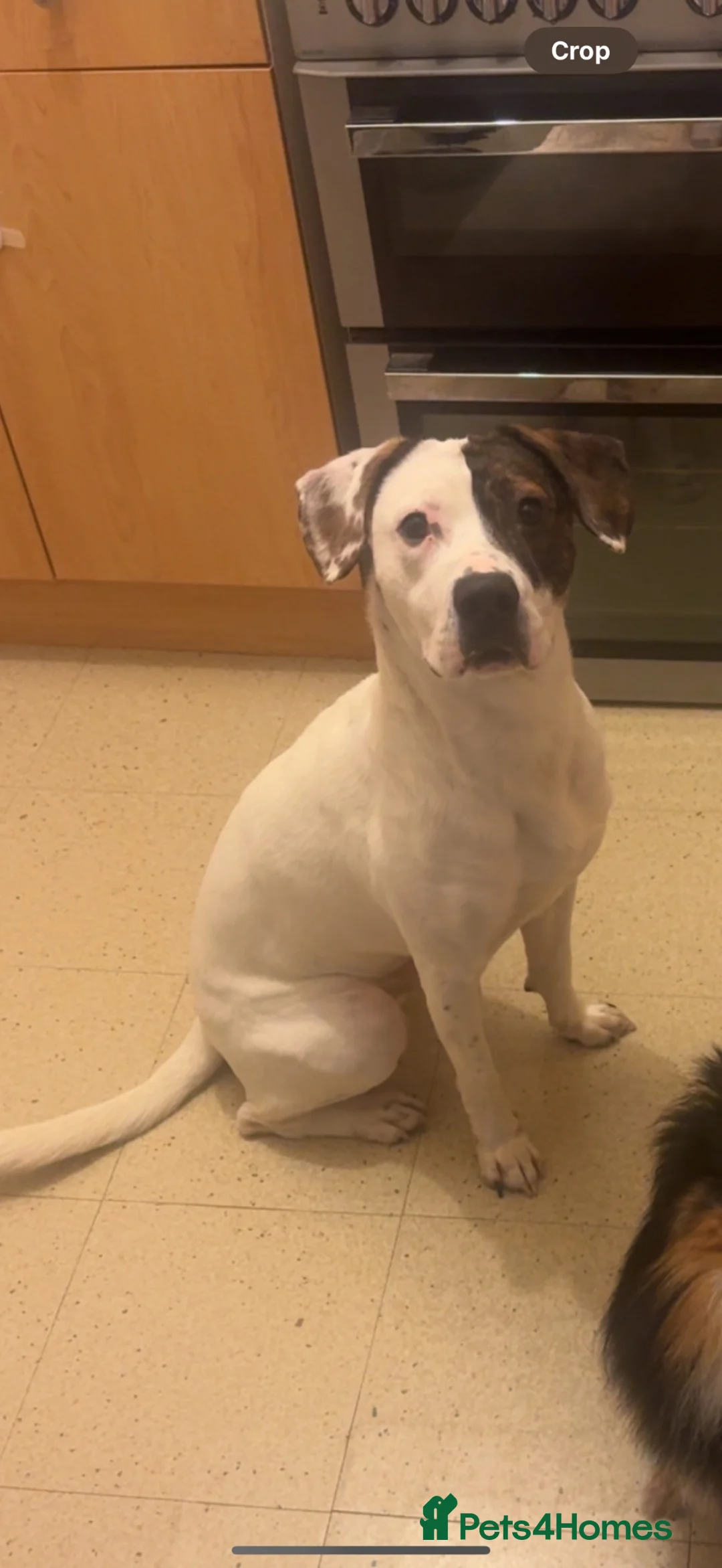 Mixed Breed dogs for sale: Rosco - Advert 10