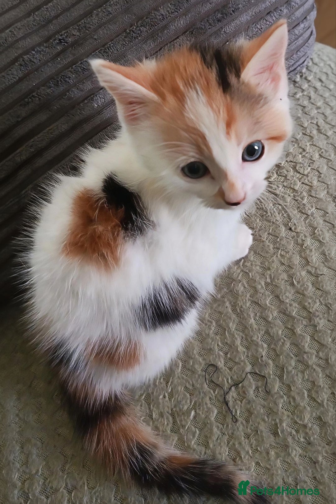 Mixed Breed cats for sale: Beautiful Kitten - Image 4