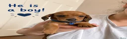 Dachshund dogs for sale: Beautiful dachshund puppies - Advert 1