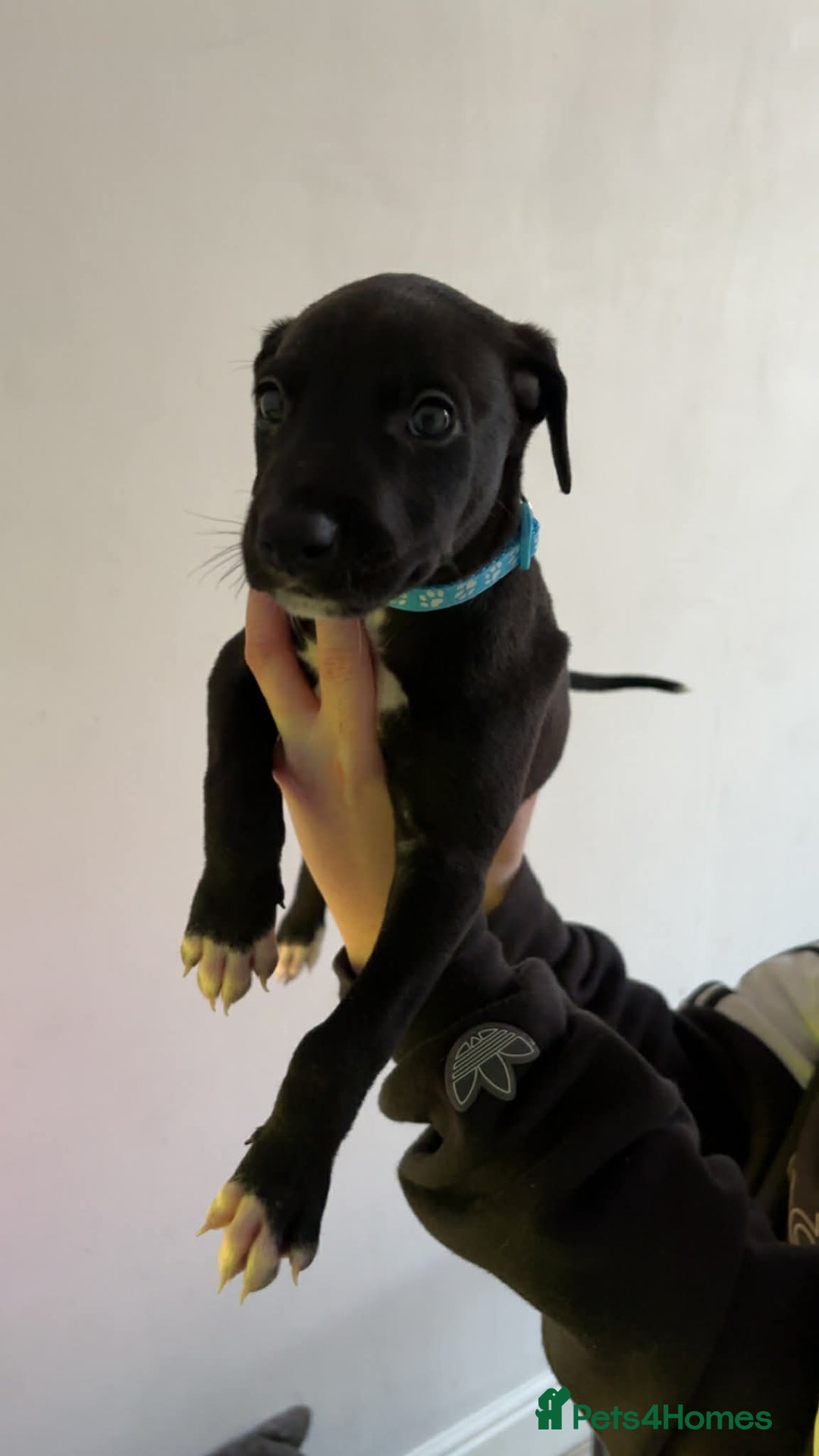 Lurcher dogs for sale: Saluki Bull Greyhound Puppies  - Advert 5