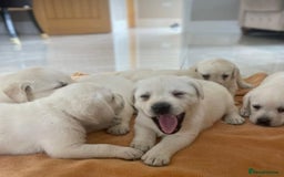 Labrador Retriever dogs for sale: Adorable Labradoodle Puppies for Sale. - Image 2