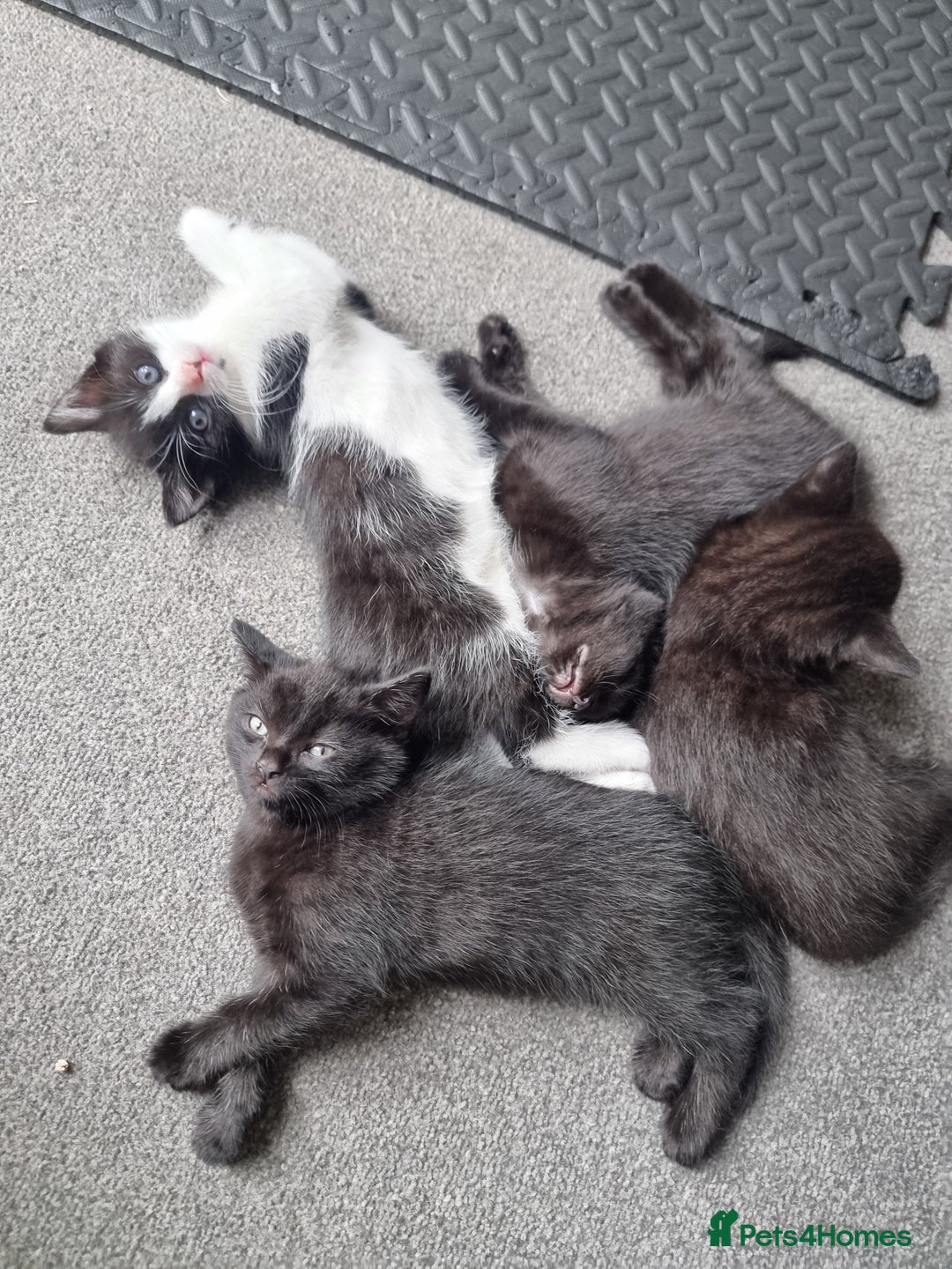 Mixed Breed cats for sale: Russian Blue mix kittens - Advert 4
