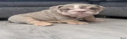 English Bulldog dogs for sale: Stunning lilac and blue bulldogs! - Advert 12