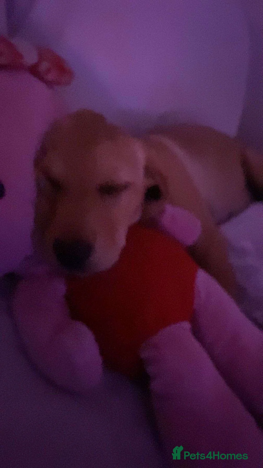 Labrador Retriever dogs for sale: Red fox Labrador - Advert 8